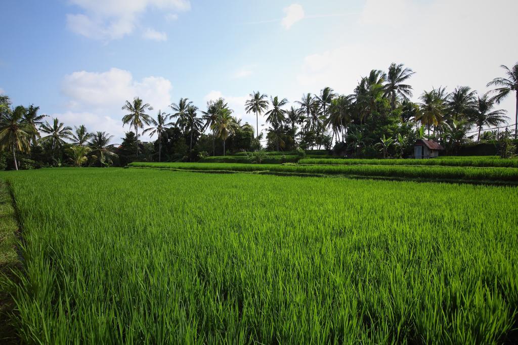 Satori Villas Bali Ubud Kültér fotó